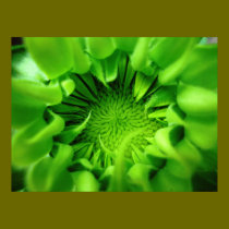 Sunflower Seed Pod Macro posters by qwertymkonji Sunflower Seed Pod Macro posters