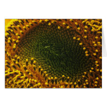 Sunflower Seeds cards