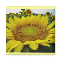 Sunflower Series magnets