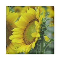 Sunflower Series magnets