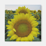 Sunflower Series magnets