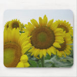 Sunflower series mousepads