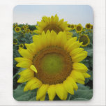 Sunflower Series mousepads