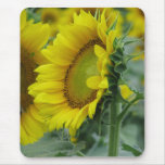 Sunflower Series mousepads