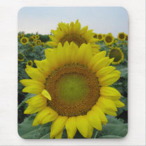 Sunflower Series mousepads
