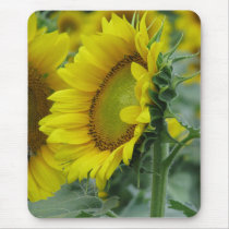 Sunflower Series mousepads