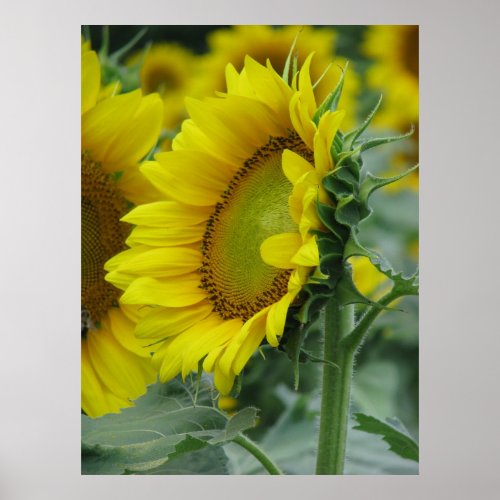 Sunflower Series print