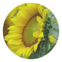 Sunflower series stickers by iiiyaaa Sunflower series stickers