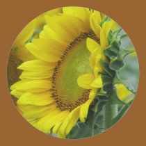Sunflower series stickers