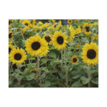 Sunflower SF_122 Postcard