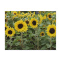 Sunflower SF_122 Postcard by glo53bug Sunflower SF_122 Postcard