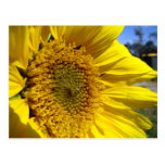 Sunflower Shinning Postcards