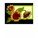 Sunflower t-shirts by SweetRascal Sunflower t-shirts