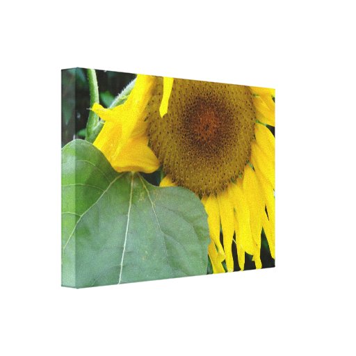 Sunflower Solo Canvas Prints and Posters