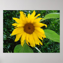 Sunflower Solo Poster