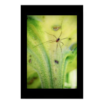 Sunflower Spider posters
