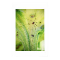 Sunflower Spider posters