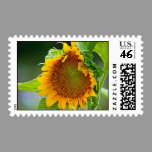 Sunflower Stamp stamps