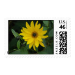 Sunflower Stamps