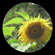 Sunflower Sticker stickers