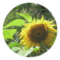 Sunflower Sticker by pennysart Sunflower Sticker