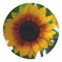 Sunflower Sticker