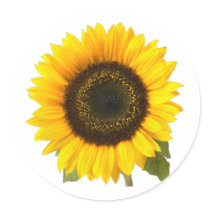 Sunflower Round Stickers