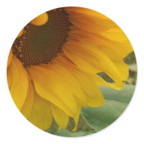 Sunflower stickers by nmpics Sunflower stickers