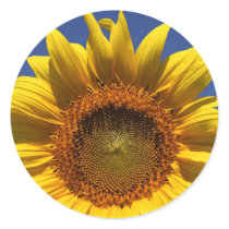Sunflower stickers