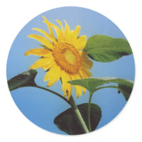 Sunflower - Traditional Sunflower Sticker sticker