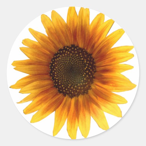 Sunflower sticker Zazzle