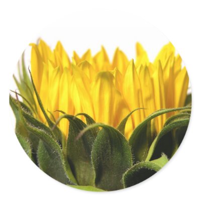 Sunflower Stickers by mlane53
