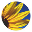 Sunflower Stickers by WanderLinArts Sunflower Stickers