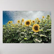 Sunflower Storm Poster