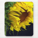 Sunflower Study 2 by debbieophotography mousepads