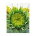 Sunflower Summer Series postcards by iiiyaaa Sunflower Summer Series postcards