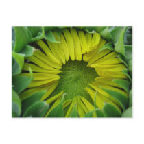 Sunflower Summer Series postcards