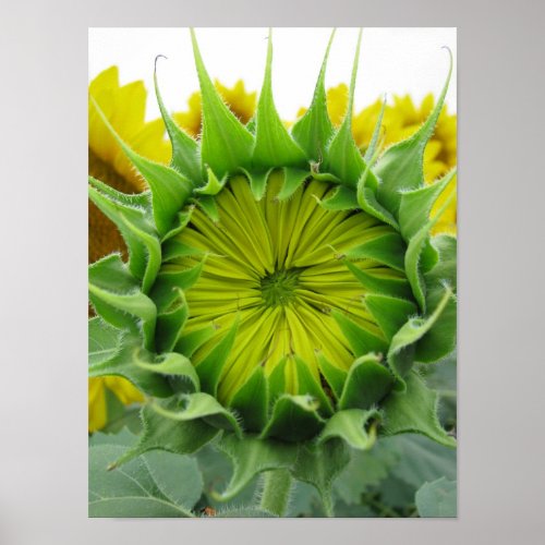 Sunflower Summer Series print