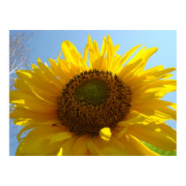 SUNFLOWER Sun Flowers Art Prints Posters Art by Basleeartprintgifts SUNFLOWER Sun Flowers Art Prints Posters Art