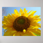 SUNFLOWER Sun Flowers Art Prints Posters Art