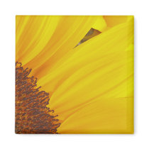 Sunflower Sun Magnet by Flowerpixels Sunflower Sun Magnet