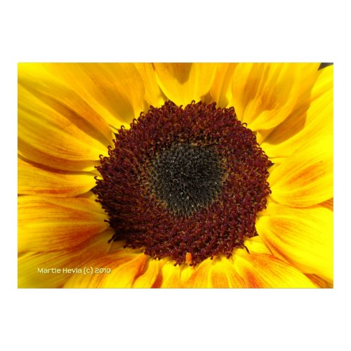 Sunflower Sun print