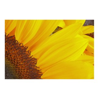 Sunflower Sun Poster print