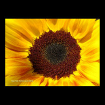 Sunflower Sun posters