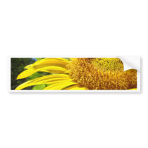 SUNFLOWER SunFlowers Sun Flowers Cards Gifts Mugs bumper stickers