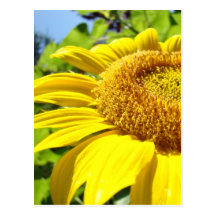 SUNFLOWER SunFlowers Sun Flowers Cards Gifts Mugs Post Card