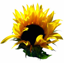 Sunflower Sunrise Photo Sculpture photo sculptures