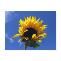 Sunflower Sunrise Unlined Notes Card postcards