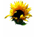 Sunflower Sunrise Women's Dark Shirts shirt