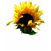Sunflower Sunrise Women's Dark Shirts by wingedturtle Sunflower Sunrise Women's Dark Shirts